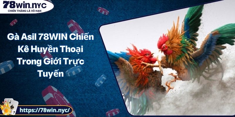 Gà Asil 78WIN Chiến Kê Huyền Thoại Trong Giới Trực Tuyến